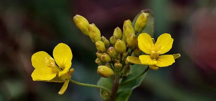 Gokshura - For Strength and Stamina - Vansaar