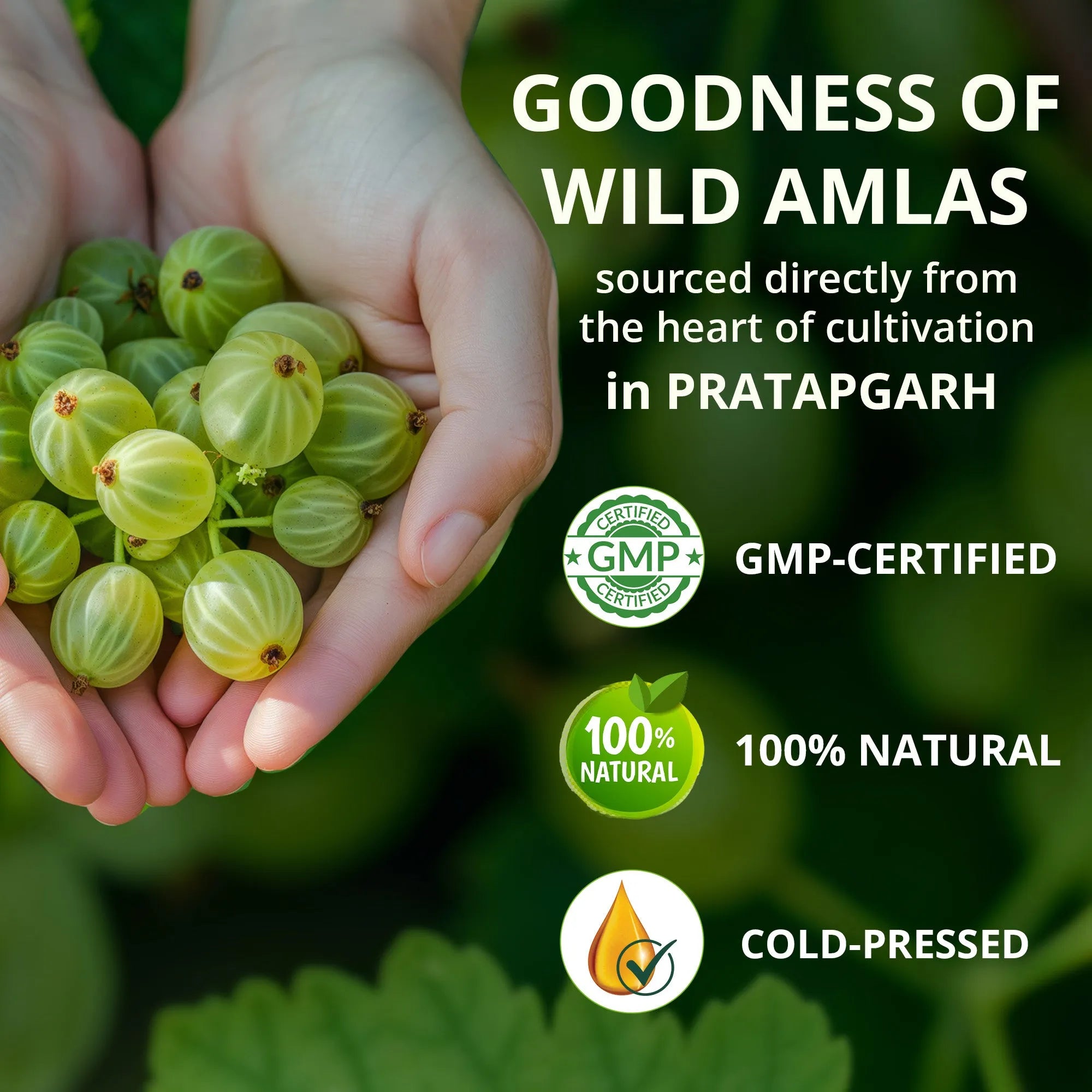 Amla Juice | 100% Cold Pressed | For Hair Growth & Detoxification | 75 Wild Amlas Per Bottle