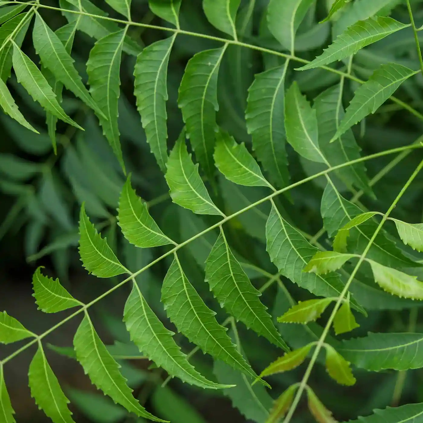 neem_3 - Vansaar