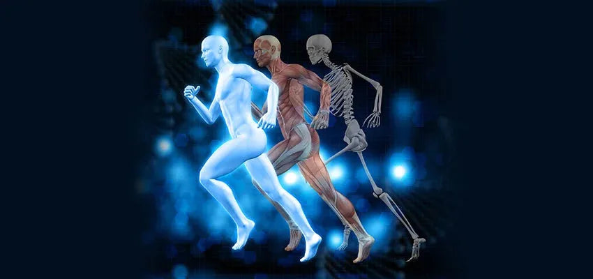 How to keep your muscles and bones healthy as you age - Vansaar