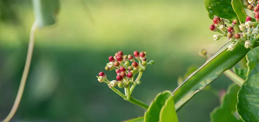 Hadjod – A boon for bones - Vansaar