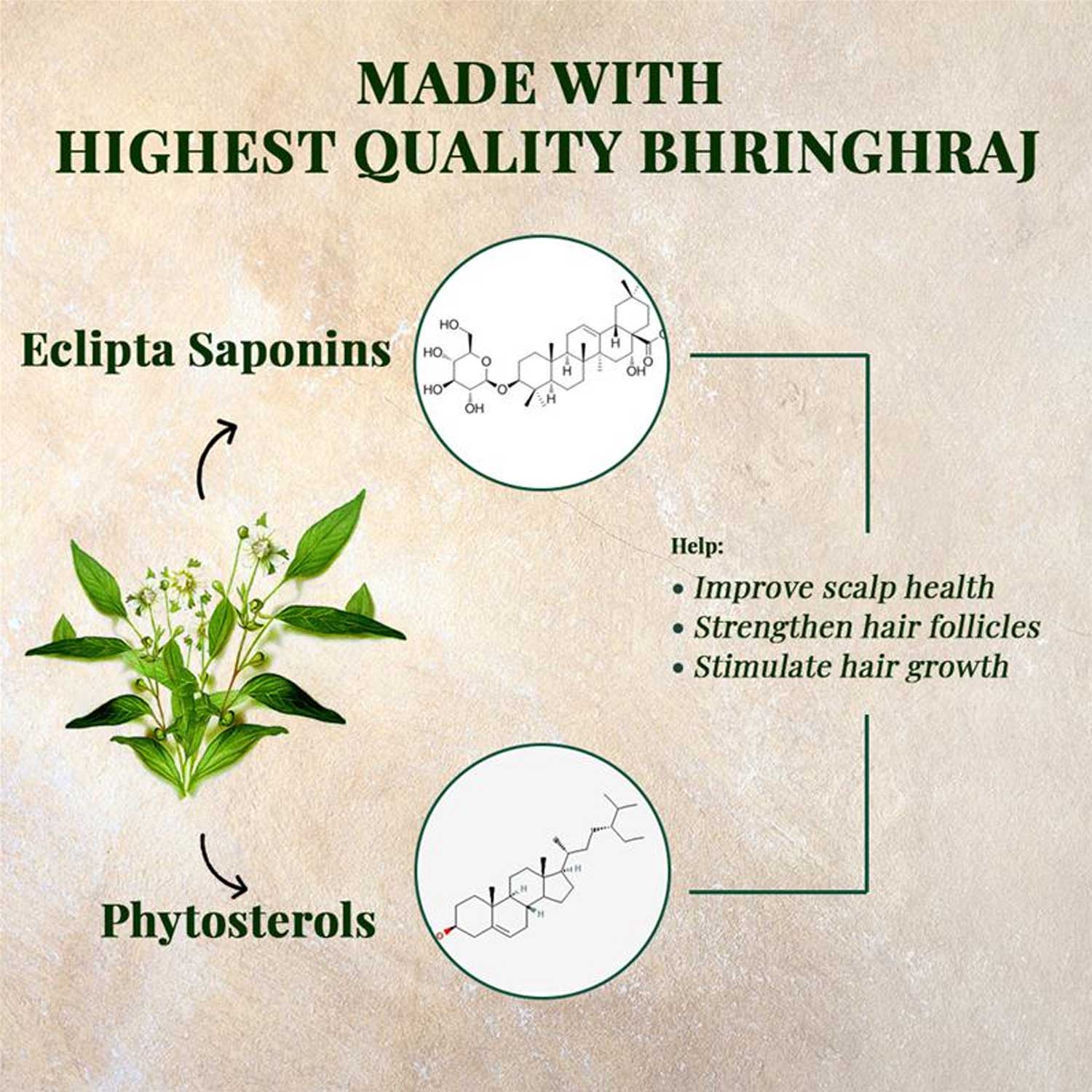 Bhringraj plant with Eclipta saponins and phytosterols diagrams, promotes scalp health and hair growth