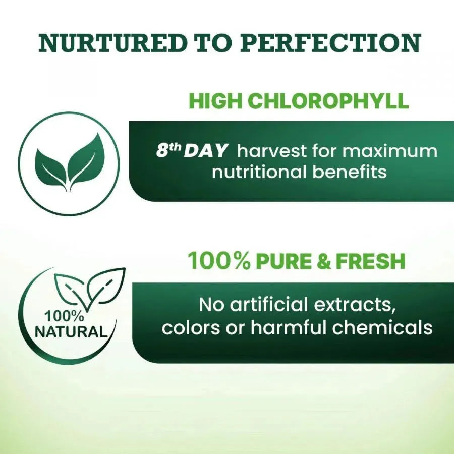 Daily Wellness Combo: Amla, Aloe Vera & Wheatgrass Juice - Vansaar